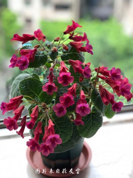 长筒花耐阴吗