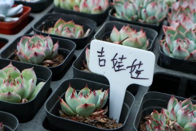 莲花座的多肉有哪些品种 盘点4大受欢迎莲花座多肉