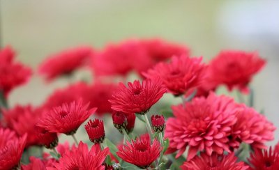 千头菊有哪些品种 盘点8种开花漂亮千头菊