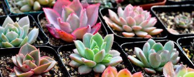梅雨季节多肉怎么养 详解多肉梅雨季节养护方法