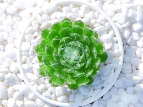梅雨季节多肉怎么养
