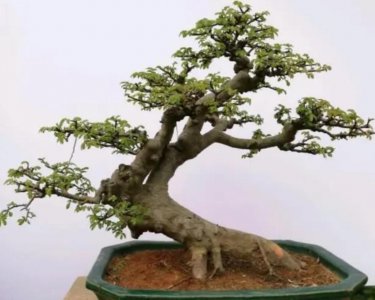 榆树怎么制作盆景 有关榆树盆景种植方法