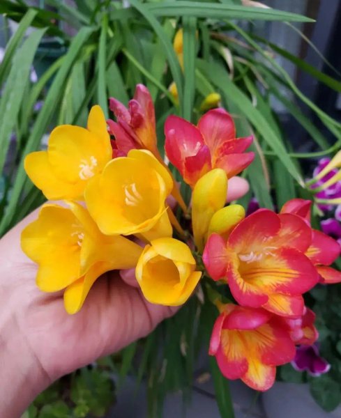 秋天适合养哪些花