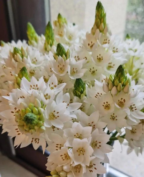 秋天适合养哪些花