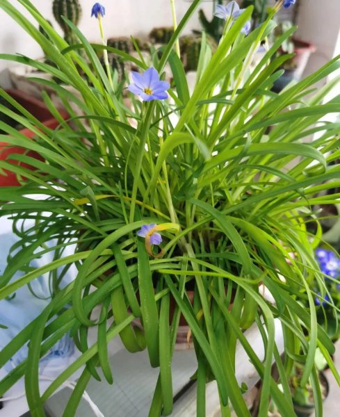 秋天适合养哪些花
