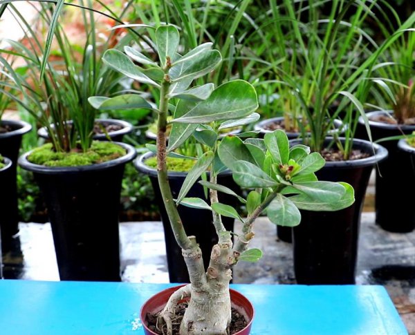 沙漠玫瑰盆栽不开花怎么办