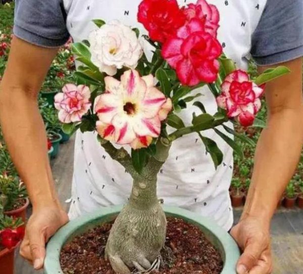 沙漠玫瑰盆栽不开花怎么办