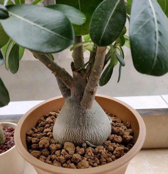 沙漠玫瑰盆栽不开花怎么办