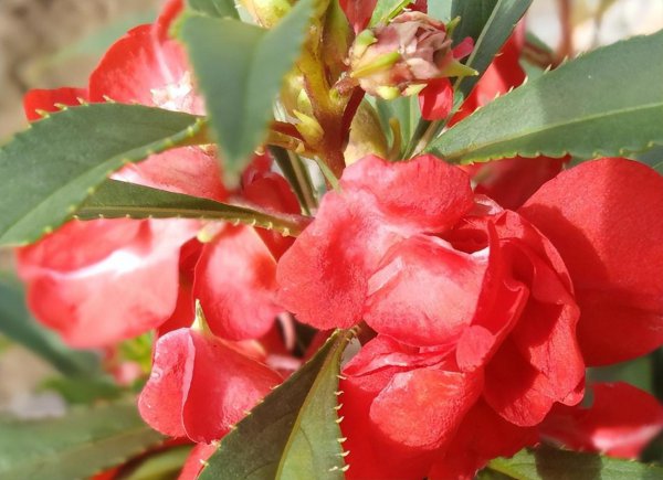 凤仙花怎么种植盆栽