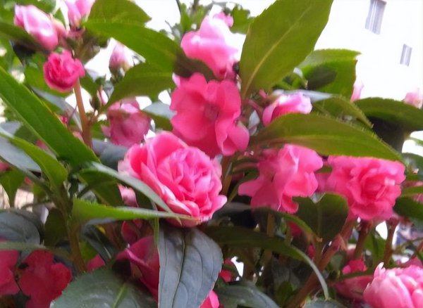 凤仙花怎么种植盆栽