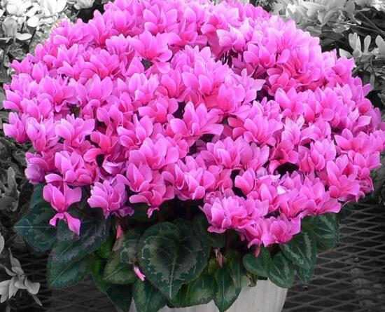 仙客来的花有什么特点