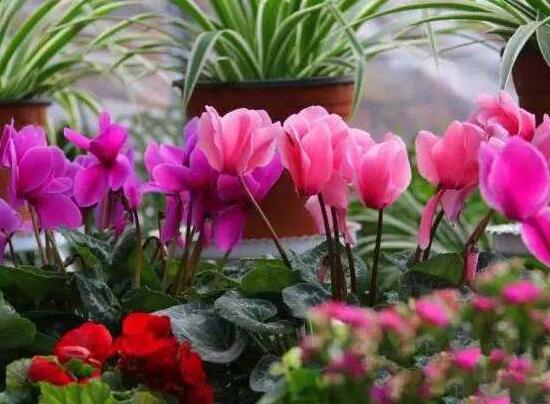 仙客来的花有什么特点