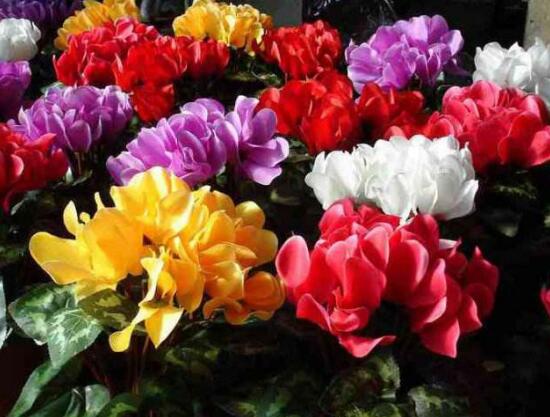 仙客来的花有什么特点