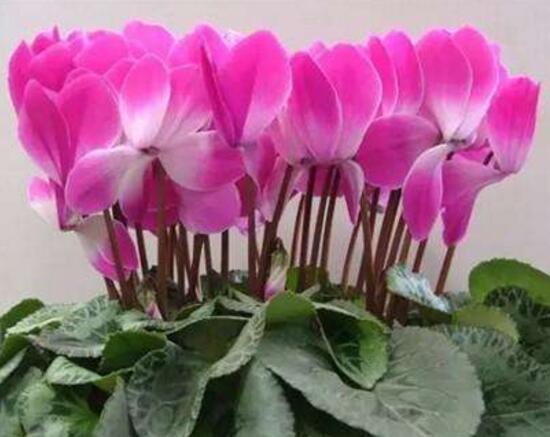 仙客来的花有什么特点