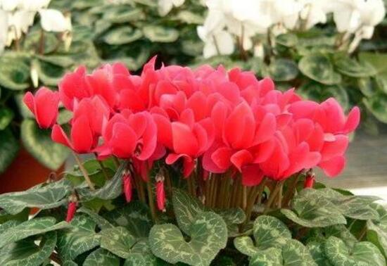 仙客来的花有什么特点