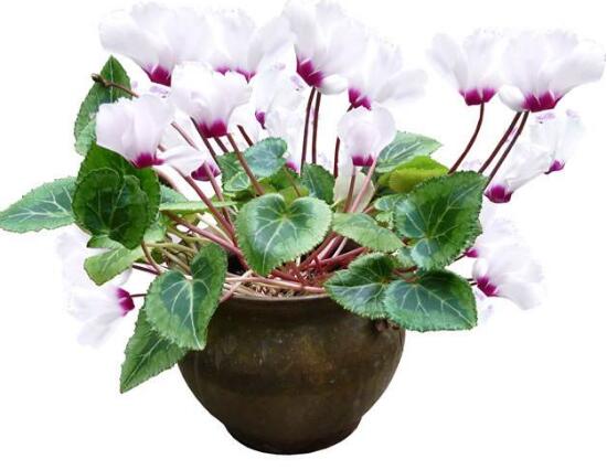 仙客来的花有什么特点