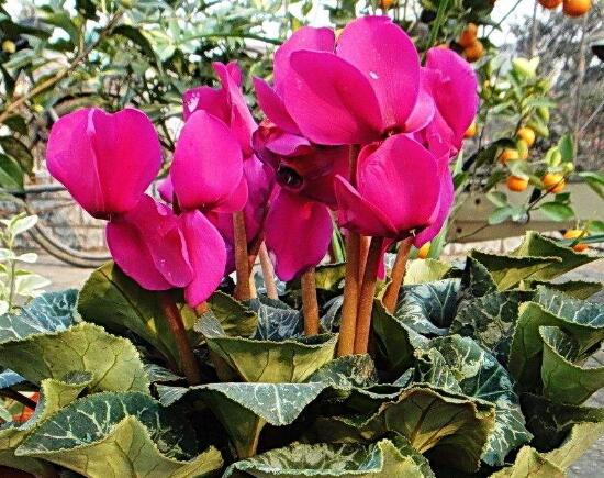 仙客来的花有什么特点