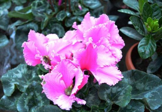 仙客来的花有什么特点