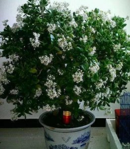 生命力顽强的植物有哪些 盘点5种漂亮、养不死的植物