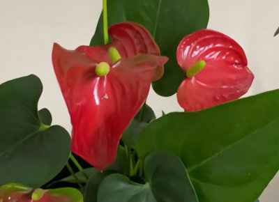 花期长的花卉植物有哪些 盘点5种常见花期长的绿植