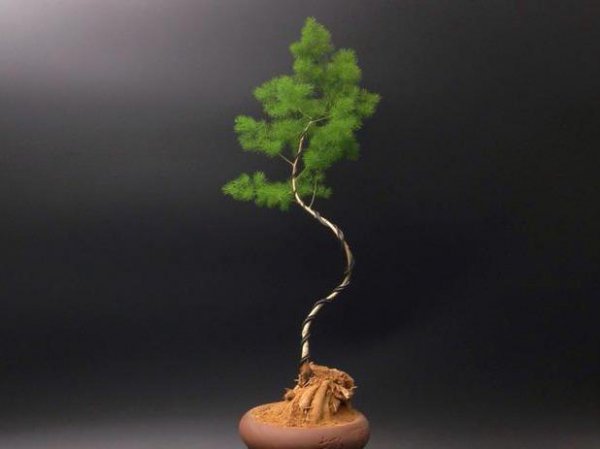 蓬莱松盆栽怎么种植