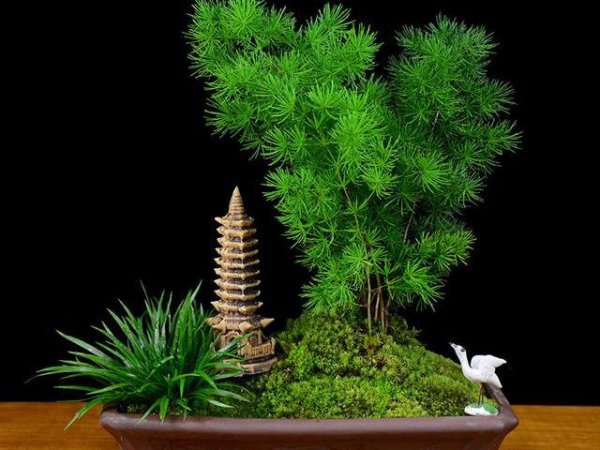 蓬莱松盆栽怎么种植