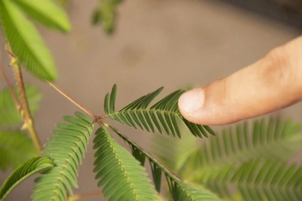 含羞草的高清图片大全和资料