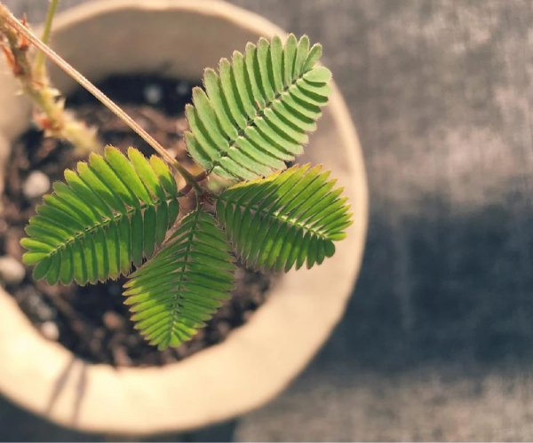含羞草的高清图片大全和资料