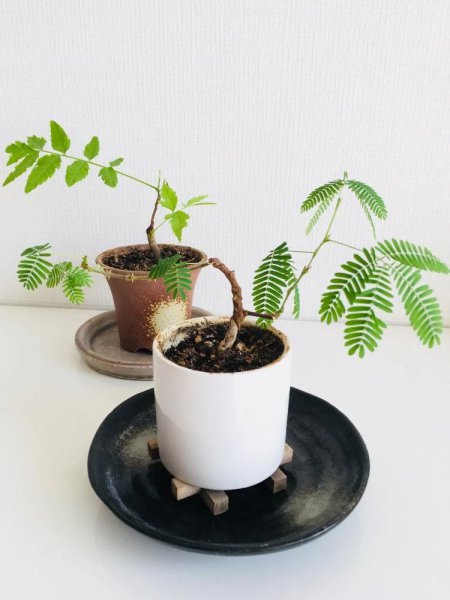 含羞草的高清图片大全和资料