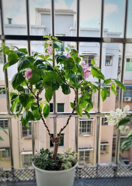 北方养三角梅要注意什么