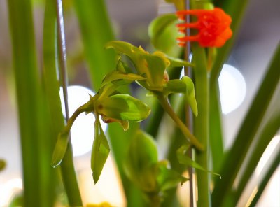 兰花有哪些品种 盘点适合室内养殖的5种兰花排名