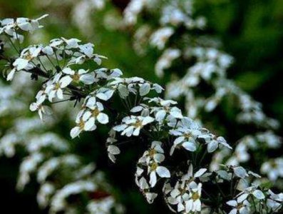 六月雪的花期是什么时候 六月雪花期介绍