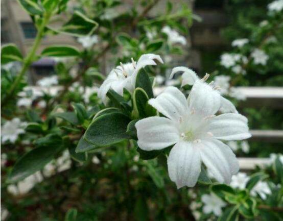 六月雪的花期是什么时候