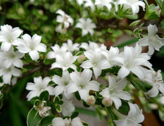 六月雪的花期是什么时候