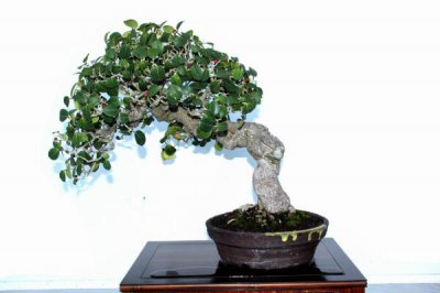 榕树盆景能不能放家里 榕树的象征寓意和作用