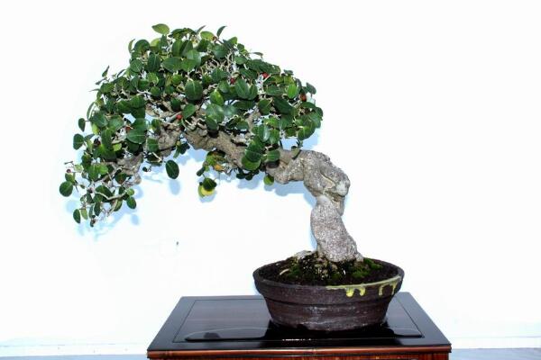 榕树盆景能不能放家里