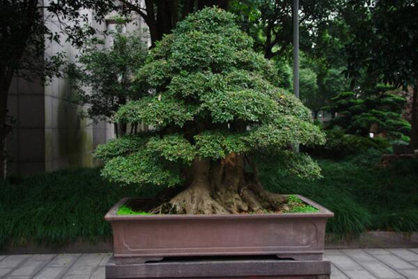 榕树盆景能不能放家里