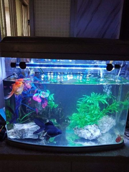 鱼缸水快要用来浇花吗