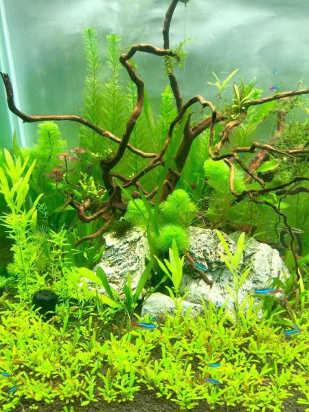 鱼缸水快要用来浇花吗