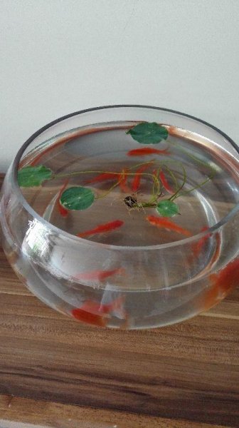 鱼缸水快要用来浇花吗
