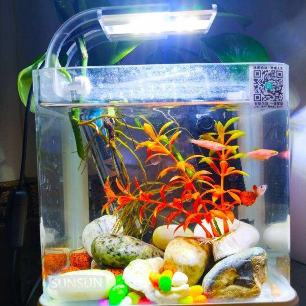 鱼缸水快要用来浇花吗
