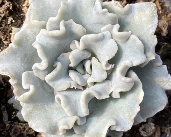 白饺子皮，红饺子皮，有什么区别