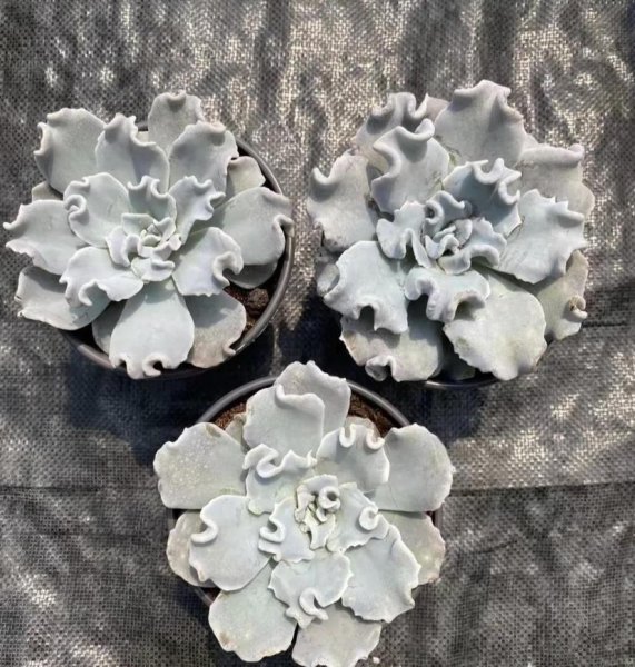 白饺子皮，红饺子皮，有什么区别