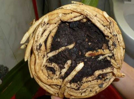 种君子兰用什么土最好
