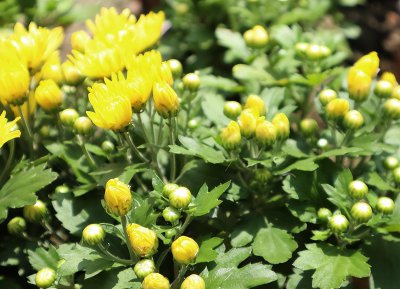 四季菊有哪些品种 盘点5种常见的四季菊花排名