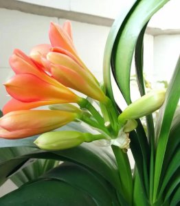 九月有哪些花需要翻盘 4种九月需要翻盘才能长得旺的植物