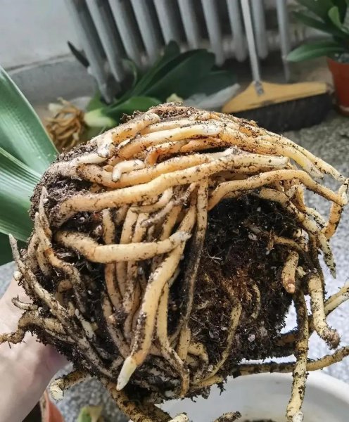 九月有哪些花需要翻盘