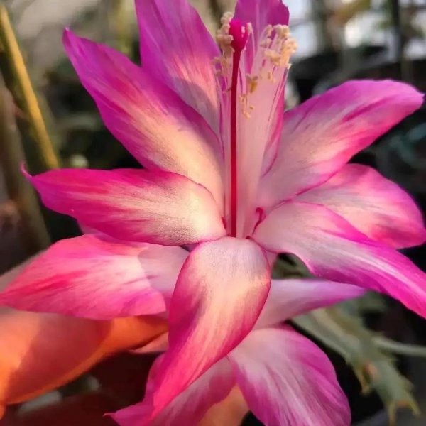九月有哪些花需要翻盘