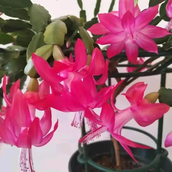 九月有哪些花需要翻盘