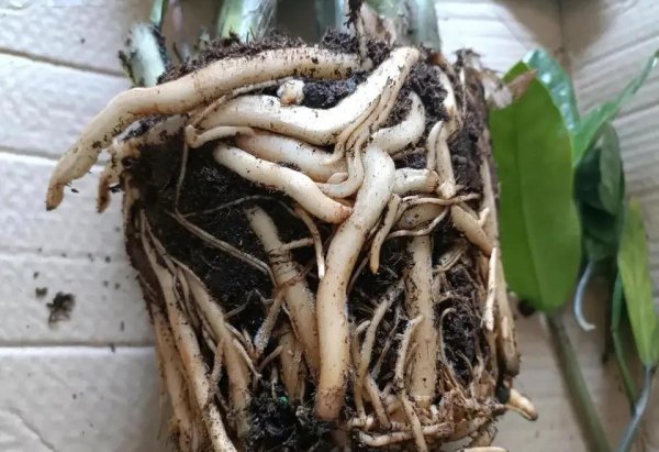 九月有哪些花需要翻盘